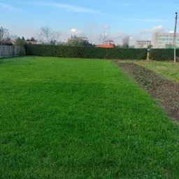 Świeżo skoszony trawnik z równo przyciętym żywopłotem w tle, obok rabata z truskawkami, widok na budynki w oddali pod błękitnym niebem.