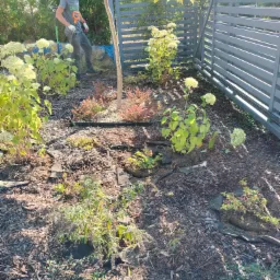 Mężczyzna w czapce i rękawicach ogrodowych, używający glebogryzarki spalinowej w przygotowanym podłożu pod nasadzenia w ogrodzie, widok z góry na rabatę z korą, obok rosną hortensje i ozdobne...
