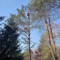 Pracownik w czerwonym kasku, zabezpieczony linami, wspina się na wysokie drzewo iglaste podczas słonecznego dnia.