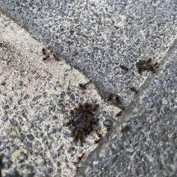 Reakcja mrówek na działanie preparatu w postaci żelu