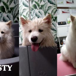 Kudłatek studio psiej urody Białystok 3