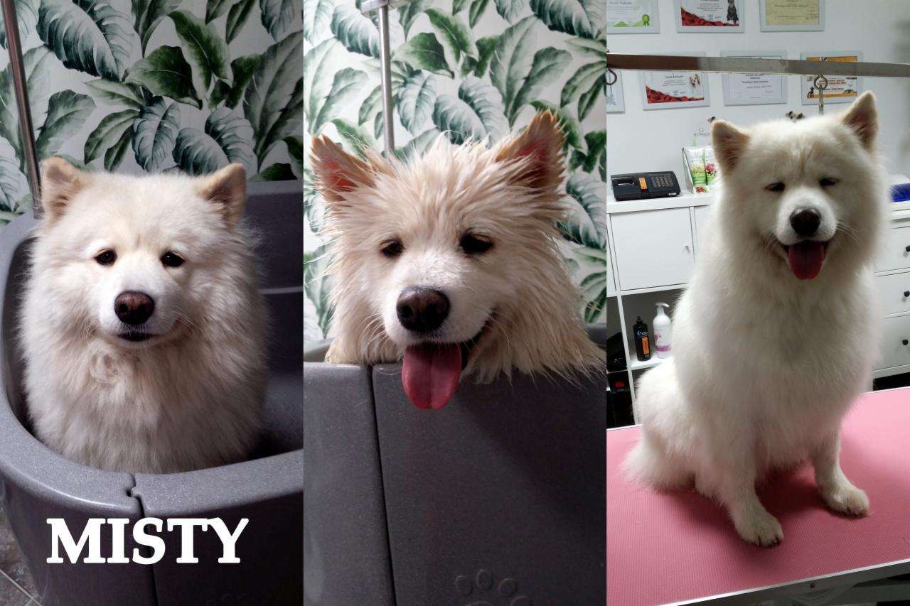 Samoyed w trzech ujęciach: w wannie z napisem 'Misty', mokry w wannie i po kąpieli na różowym stole, z dyplomami w tle.