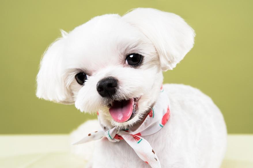 Uśmiechnięty, biały pies rasy Maltańczyk z różowym językiem, w apaszce w arbuzy, pozuje na tle oliwkowozielonego tła.