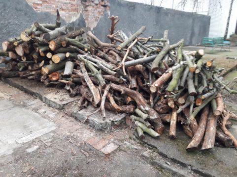 Stos pociętych gałęzi i kawałków drewna na betonowym podłożu w Inowrocławiu, z fragmentem ceglanej ściany w tle. Drewno różnej grubości, część jeszcze z korą.