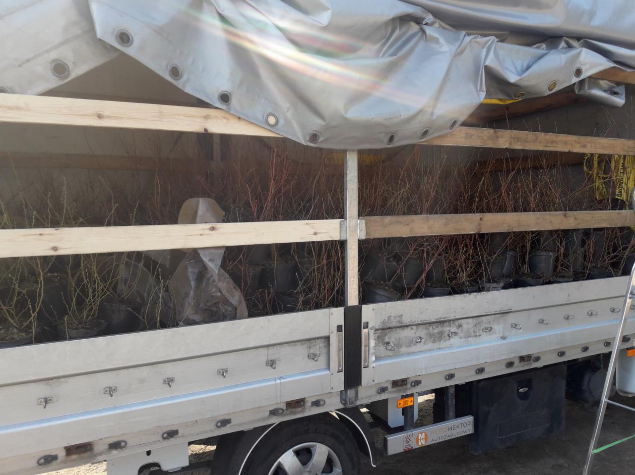 Wnętrze skrzyni ładunkowej busa wypełnione doniczkami z sadzonkami krzewów, zabezpieczone plandeką.