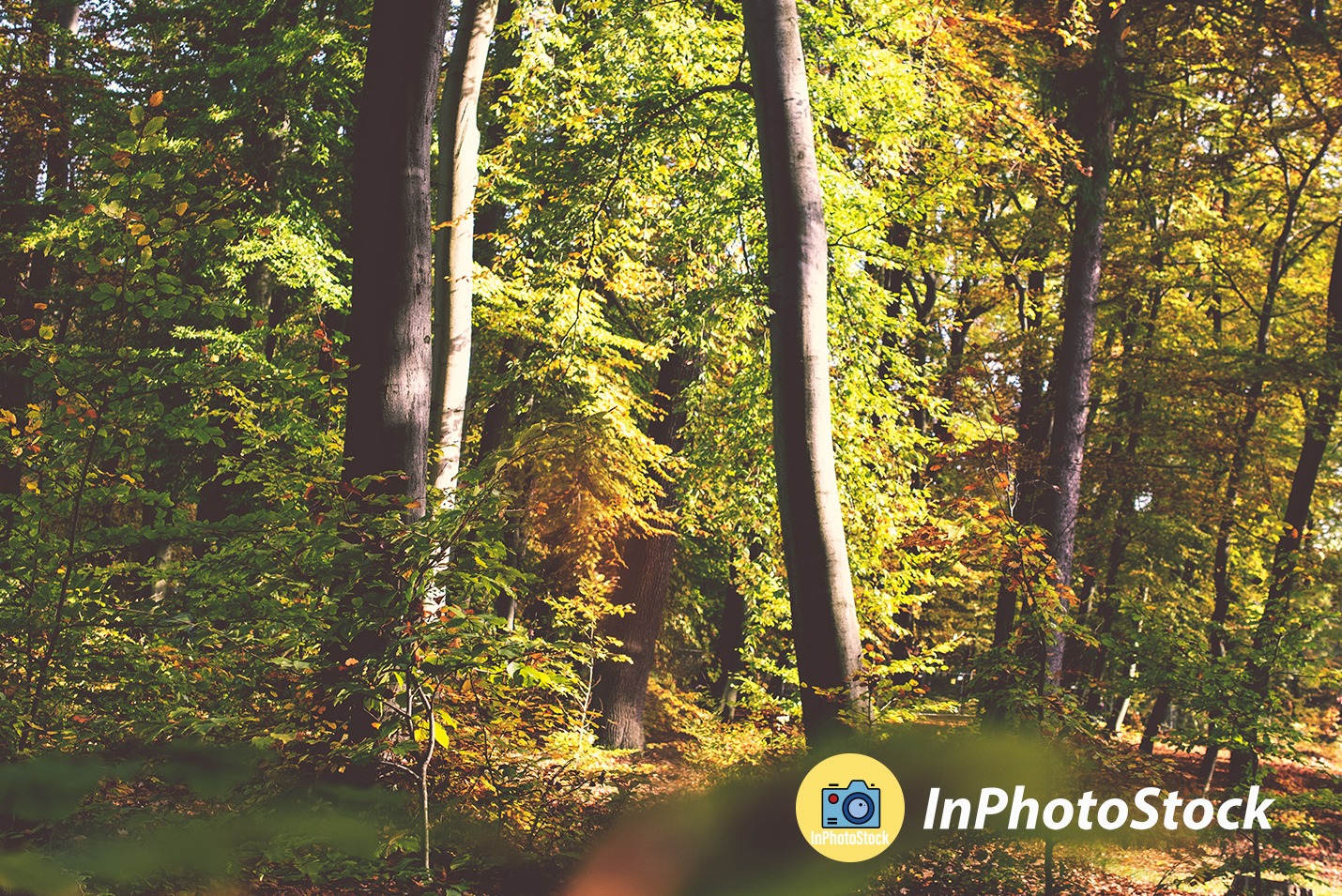 Jesienny las z drzewami o zielono-żółtych liściach, widoczne pnie drzew w perspektywie, delikatne światło słoneczne.