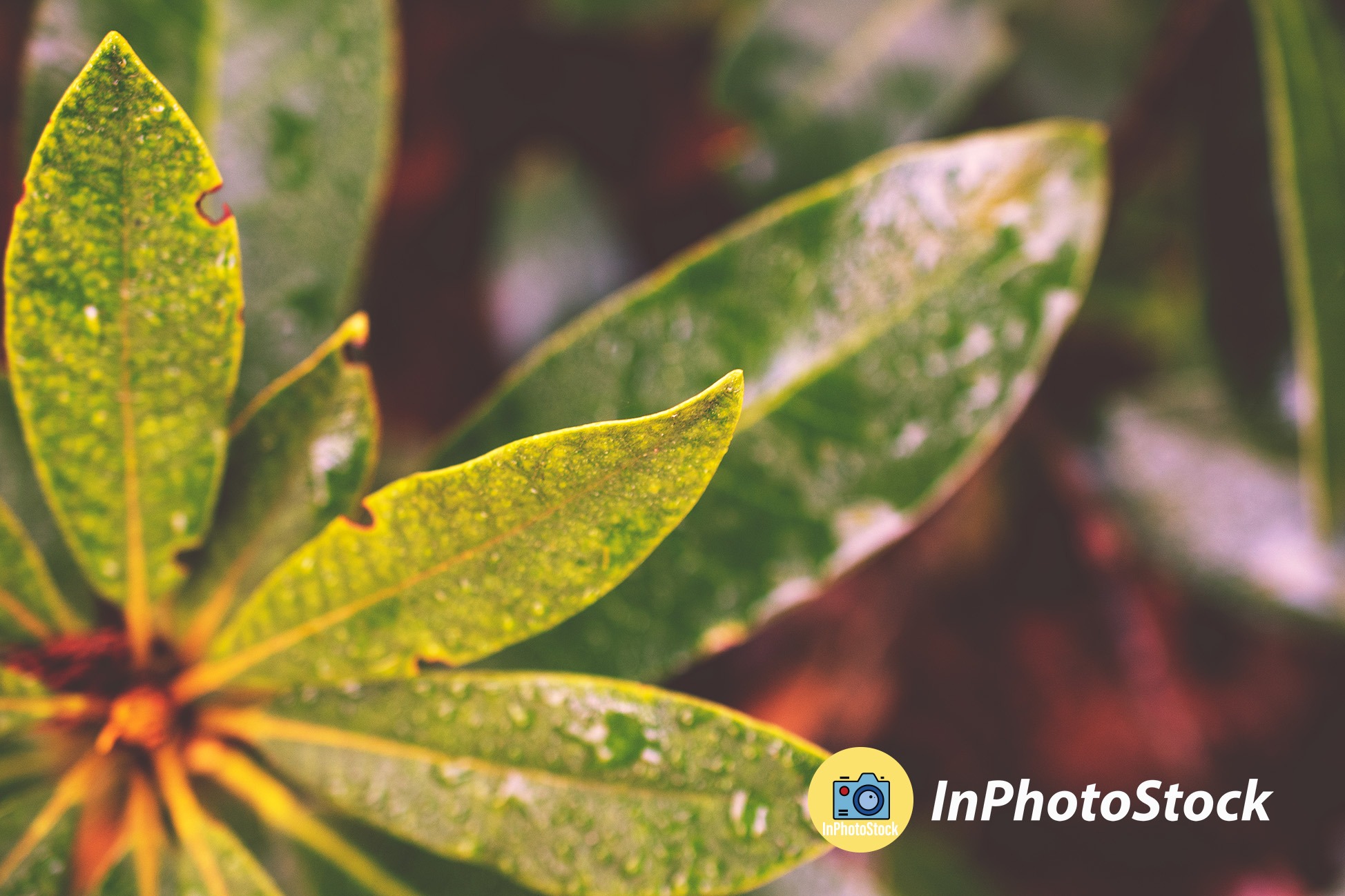Zbliżenie na zielone liście krzewu z widocznymi kroplami wody i niewielkimi uszkodzeniami na brzegach, w tle rozmyte tło i logo InPhotoStock.