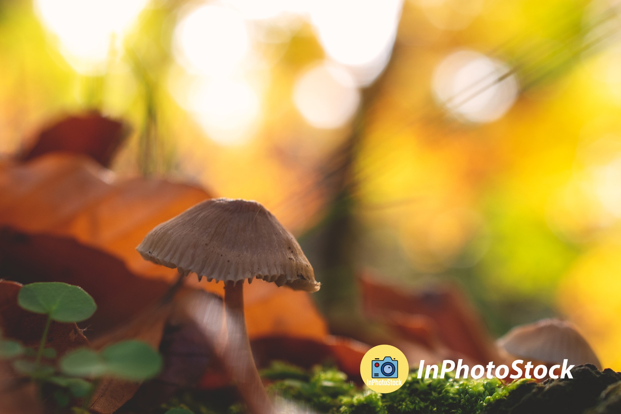 Mały grzyb na mchu, otoczony opadłymi liśćmi, z rozproszonym światłem słonecznym w tle.
