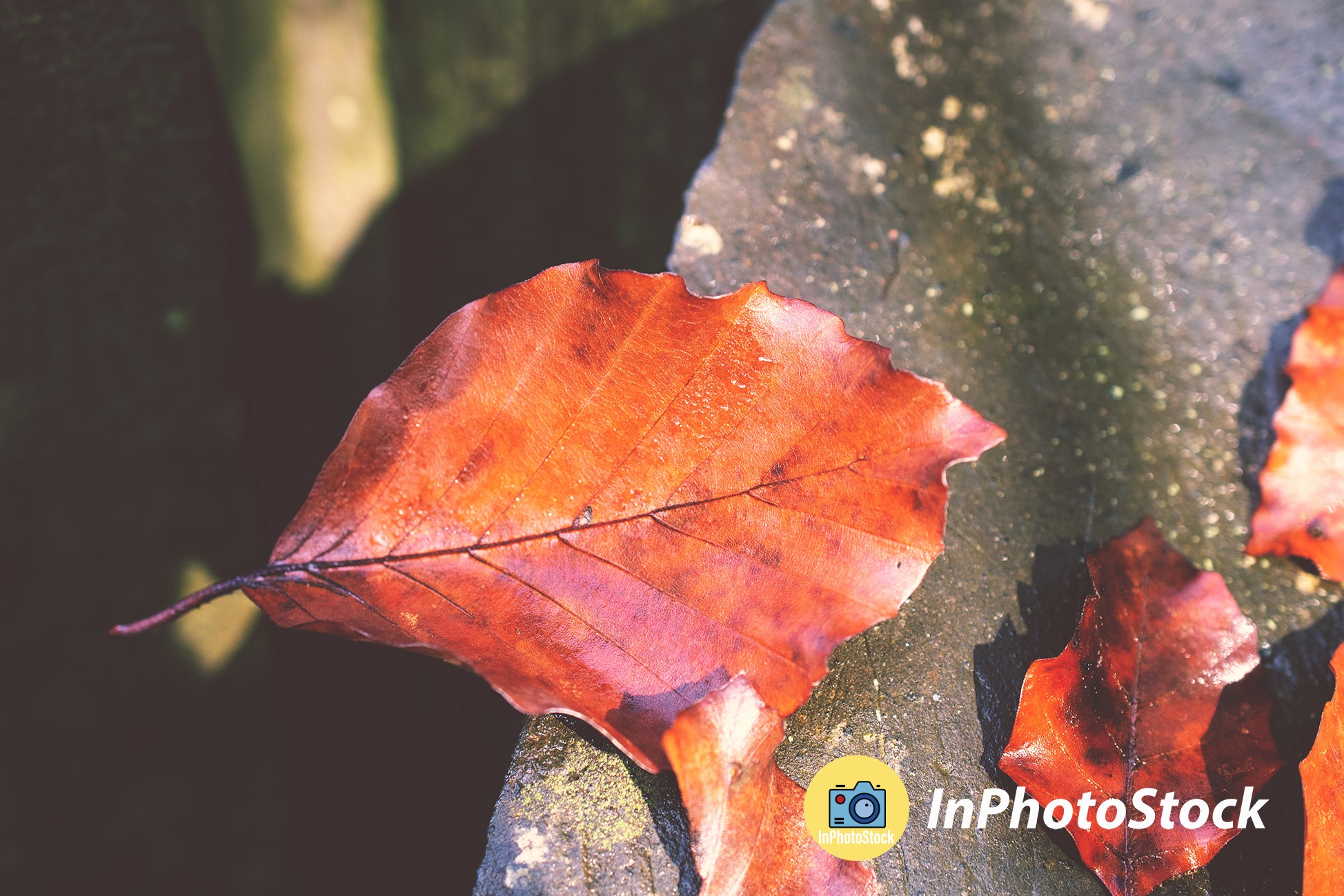 Pojedynczy, brązowo-czerwony liść leżący na szarej, chropowatej powierzchni kamienia w naturalnym świetle.