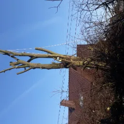 Przycięte gałęzie drzewa z białymi końcówkami po cięciu, wiszące na linach nad brązowym dachem domu i czystym, błękitnym niebem.