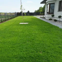 Zadbany trawnik z młodymi drzewkami w kwadratowych obw&oacute;dkach z kostki, ścieżka z płyt betonowych obok domu, ogrodzenie panelowe z tujami wzdłuż trawnika.
