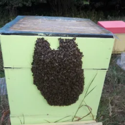 Rój pszczół zgromadzony na ścianie zielonego ula, w tle zieleń i inne ule.