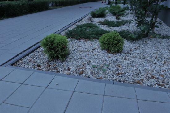 Szare płyty chodnikowe graniczące z rabatą wysypaną drobnymi, jasnymi kamykami, na której rosną małe, okrągłe krzewy i inne rośliny.