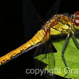 Makro zbliżenie żółto-czarnej ważki spoczywającej na zielonym liściu na tle czerni, z widocznymi detalami jej skrzydeł i czerwonymi oczami.