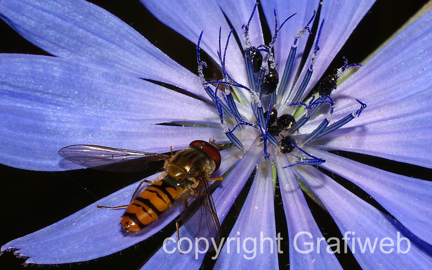 Syrphid fly feeding on a vibrant blue chicory flower with black beetles clustered at the center.