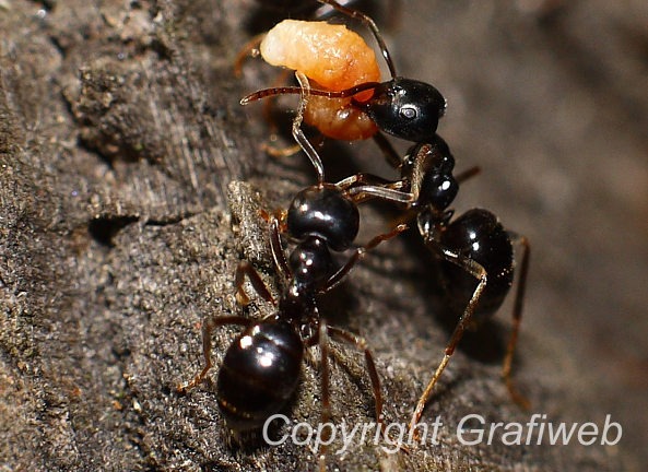 Trzy czarne mrówki współpracują przy transporcie pomarańczowego kawałka jedzenia na szarej, chropowatej powierzchni drewna, widoczne logo 'Copyright Grafiweb' w prawym dolnym rogu.