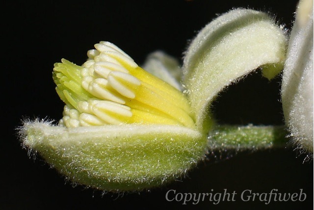 Makro zbliżenie na wnętrze pąka kwiatu z widocznymi pręcikami i pyłkiem, oświetlone z boku, na czarnym tle.
