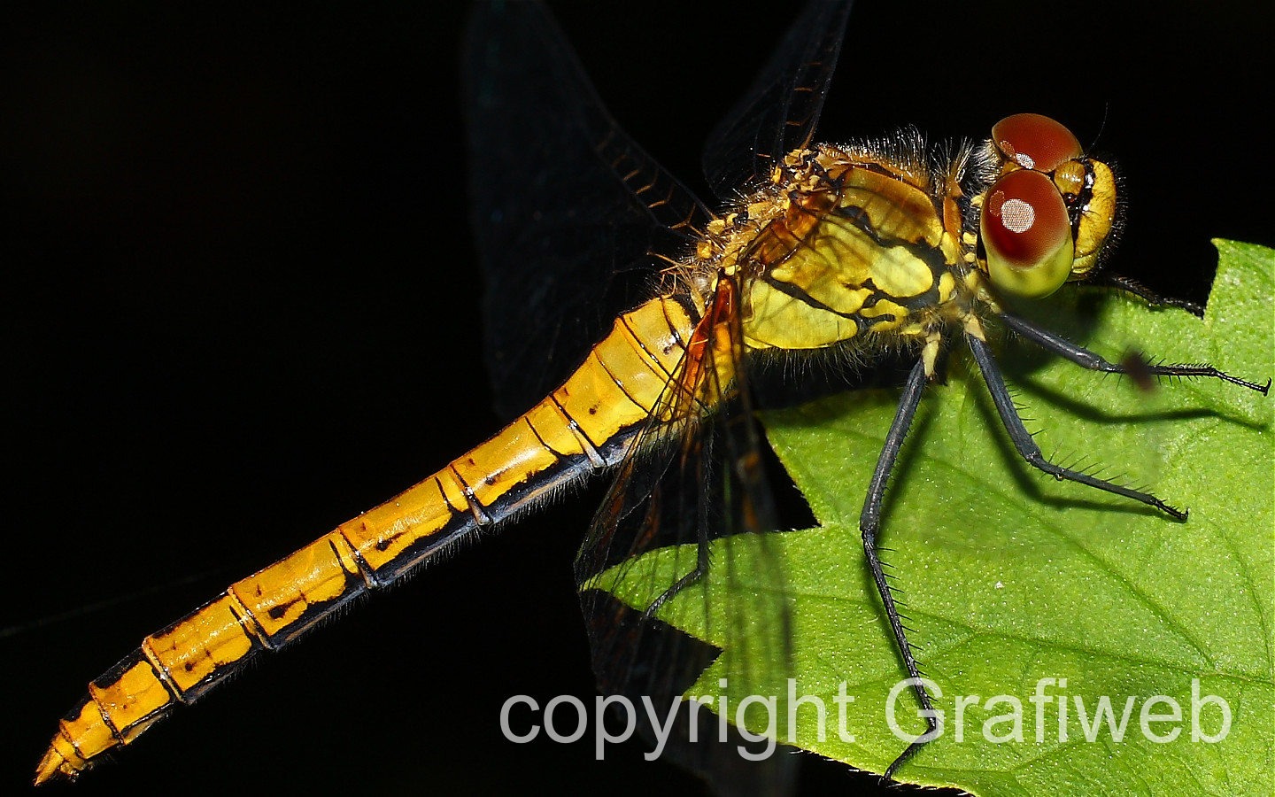 Makro zbliżenie żółto-czarnej ważki spoczywającej na zielonym liściu na tle czerni, z widocznymi detalami jej skrzydeł i czerwonymi oczami.