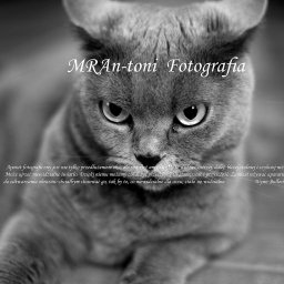 Fotografia Ślubna. - Usługi Fotograficzne Miastko