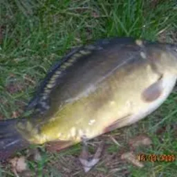 Karp leżący na trawie, widoczne detale łuski i płetw.