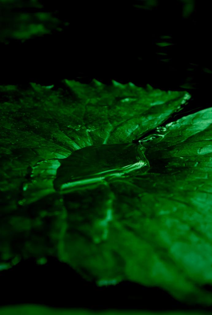 Powiększone ujęcie kropli wody na ciemnozielonym liściu lilii wodnej, oświetlonym zielonym światłem, z ciemnym, rozmytym tłem.
