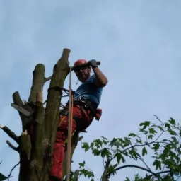 Arborysta w czerwonych spodniach i kasku, zabezpieczony linami, przycina gałęzie drzewa z użyciem piły spalinowej Stihl, widok od dołu.