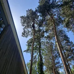 Wycinka z użyciem techniki alpinistycznych