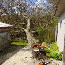 Ścięte drzewo leżące na ziemi obok budynku, z dwiema pomarańczowymi pilarkami łańcuchowymi marki Stihl, wióry na betonowej powierzchni, w tle ogród z zielenią i drewnianym płotem.