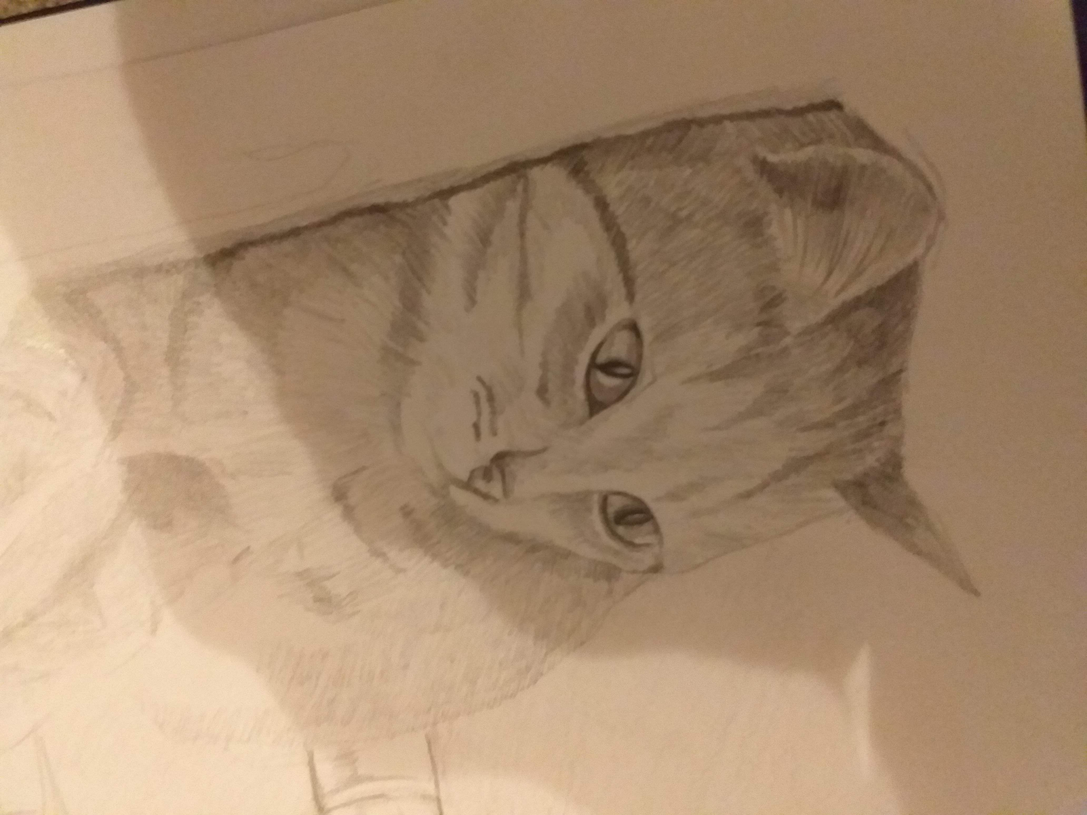 Szkic ołówkiem przedstawiający kota, widoczne niedokończone fragmenty sierści i tła, leżący na białym papierze.