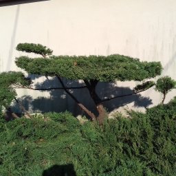 Ireneusz B - Projektowanie Trawników Andrespol