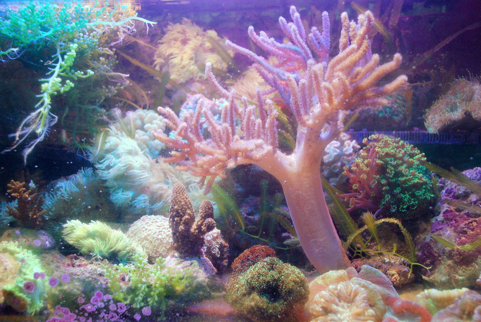 Wnętrze akwarium słonowodnego z różnorodnymi koralami, w tym dominującym koralem drzewkowym o różowo-pomarańczowym zabarwieniu, oraz innymi mniejszymi koralami o zielonych i brązowych odcieniach...