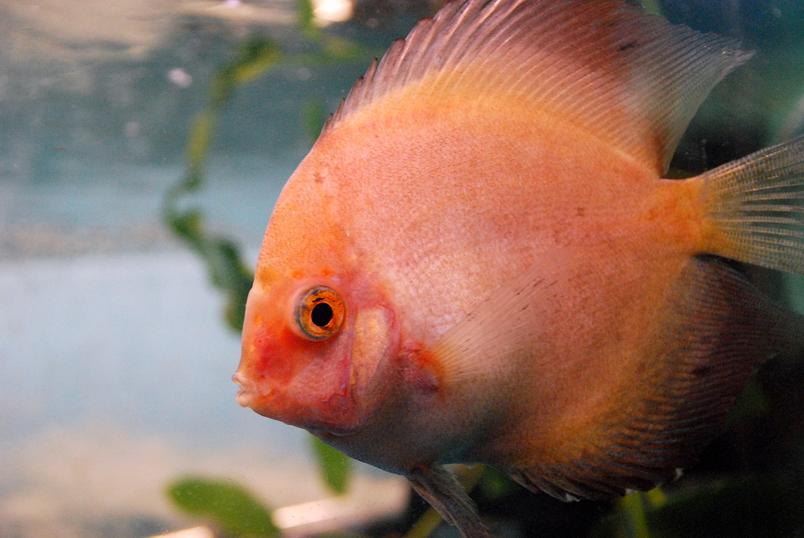 Akcesoria Akwarystyczne, Akwaria,Filtry,Ryby