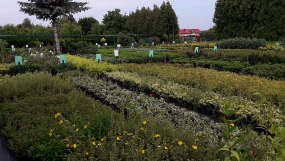 Szeroki kadr na szkółkę roślin ozdobnych z rzędami doniczkowych krzewów i drzewek, widoczne tabliczki informacyjne, w tle budynek z czerwonym dachem.