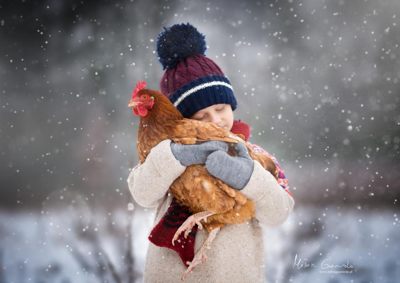 Chłopiec w czapce z pomponem, obejmujący brązową kurę na tle zimowej scenerii z padającym śniegiem.