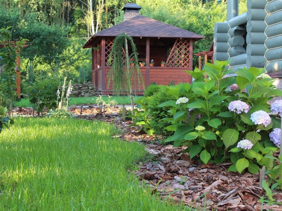 Zadbany ogród z równo przystrzyżonym trawnikiem, kwitnącymi hortensjami i drewnianą altaną w tle, otoczony zielenią drzew.