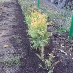 Świeżo posadzone tuje 'Golden Smaragd' wzdłuż zielonego ogrodzenia z siatki, z widocznymi kołami ciężarówki w tle.