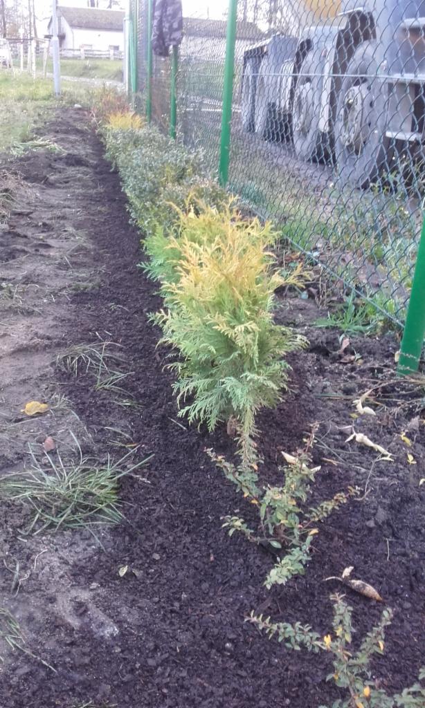Świeżo posadzone tuje 'Golden Smaragd' wzdłuż zielonego ogrodzenia z siatki, z widocznymi kołami ciężarówki w tle.