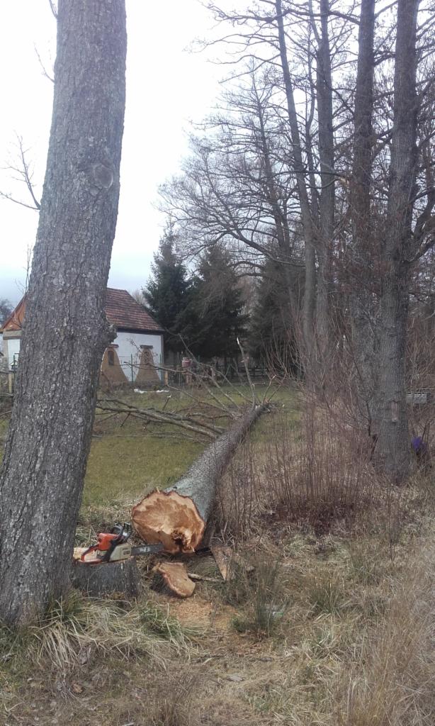 Ścięte drzewo leżące na trawie obok pnia, przy którym stoi piła łańcuchowa; w tle widoczny dom z czerwonym dachem i nagie drzewa.