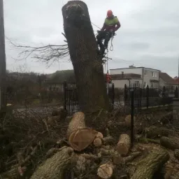 Arborysta w kasku i uprzęży, na linie, przy pniu obciętego drzewa, w tle domy i stos gałęzi oraz pociętych konar&oacute;w.