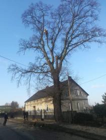 Arborpat - Usługi Ogrodnicze Gardeja