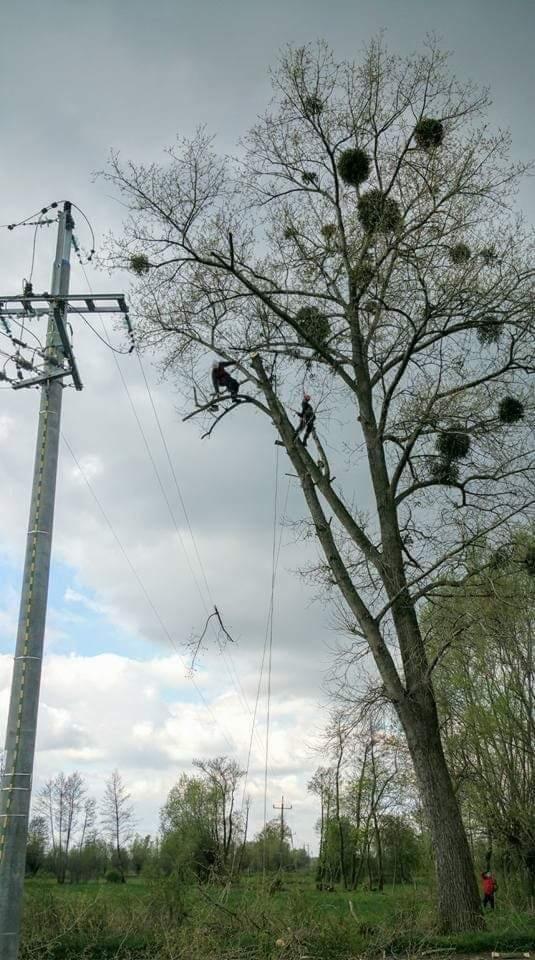 Dwóch arborystów w kaskach i uprzężach, przycina wysokie drzewo z licznymi jemiołami, w pobliżu linii wysokiego napięcia.