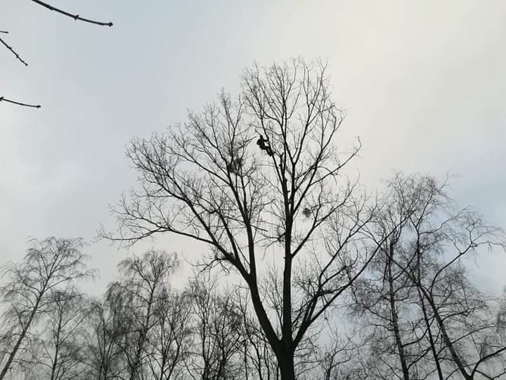 Pracownik na wysokości w koronie wysokiego, bezlistnego drzewa na tle pochmurnego nieba, widok z dołu.