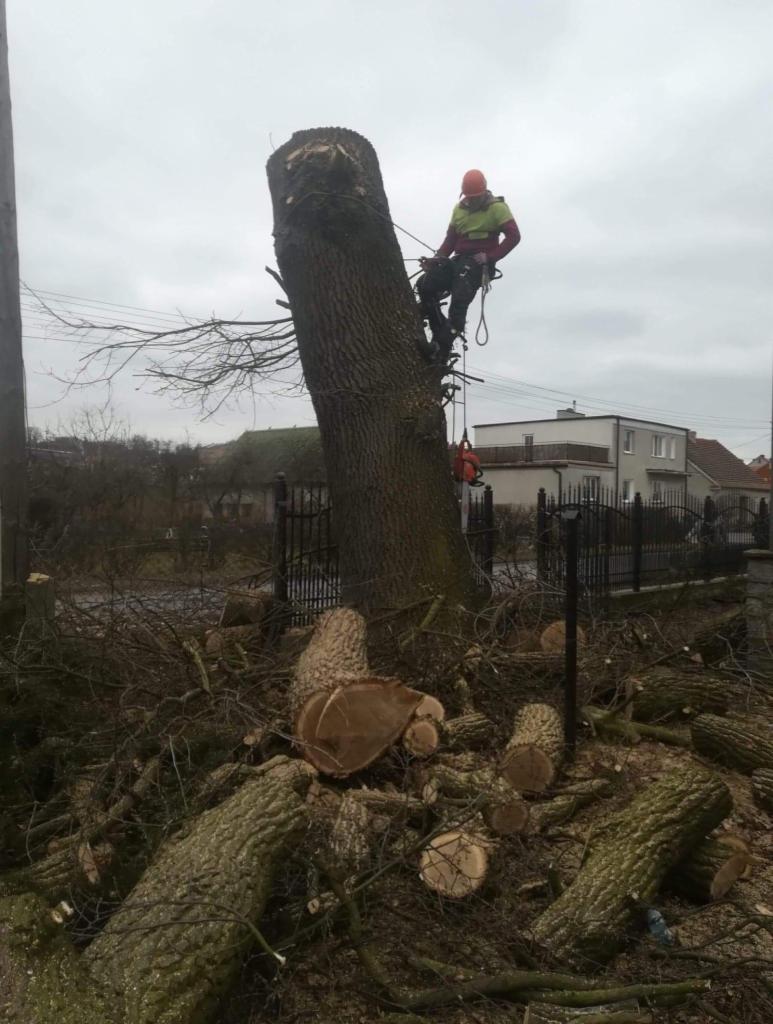 Arborysta w kasku i uprzęży, na linie, przy pniu obciętego drzewa, w tle domy i stos gałęzi oraz pociętych konarów.