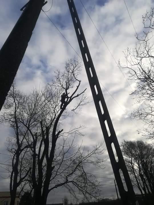 Pracownik na drzewie obok słupa energetycznego, w trakcie cięcia gałęzi na tle pochmurnego nieba.