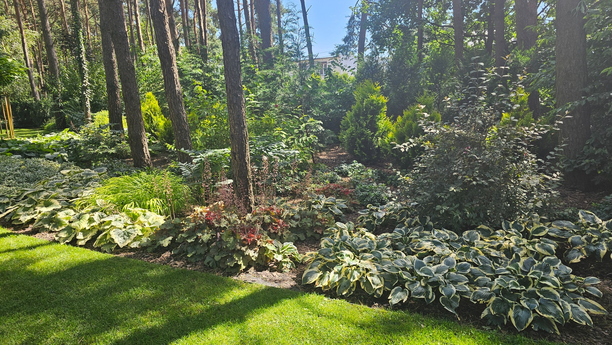 Urokliwy ogród z różnorodną roślinnością: hosty, trawy ozdobne i drzewa iglaste, tworzące malowniczy krajobraz w słoneczny dzień. Zadbany trawnik w pierwszym planie.