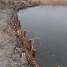 Brzeg jeziora umocniony wiklinową konstrukcją z drewnianymi palikami, zabezpieczającą przed erozją, w tle trzciny i pomost.