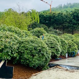 MEGIDO_Serwis - Przygotowanie terenu pod budowę, widoczne wykopy, szalunki, liczne krzewy i drzewa w tle, oraz dźwig budowlany w oddali.