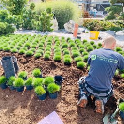 MEGIDO_Serwis - Pracownik w trakcie sadzenia kępek trawy ozdobnej na przygotowanym terenie, widoczne rzędy posadzonych roślin i doniczki z sadzonkami, w tle inne rośliny ogrodowe.