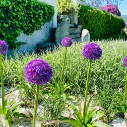 Kwitnące czosnki ozdobne 'Globemaster' w ogrodzie z kamiennymi schodami i ścianą porośniętą bluszczem.