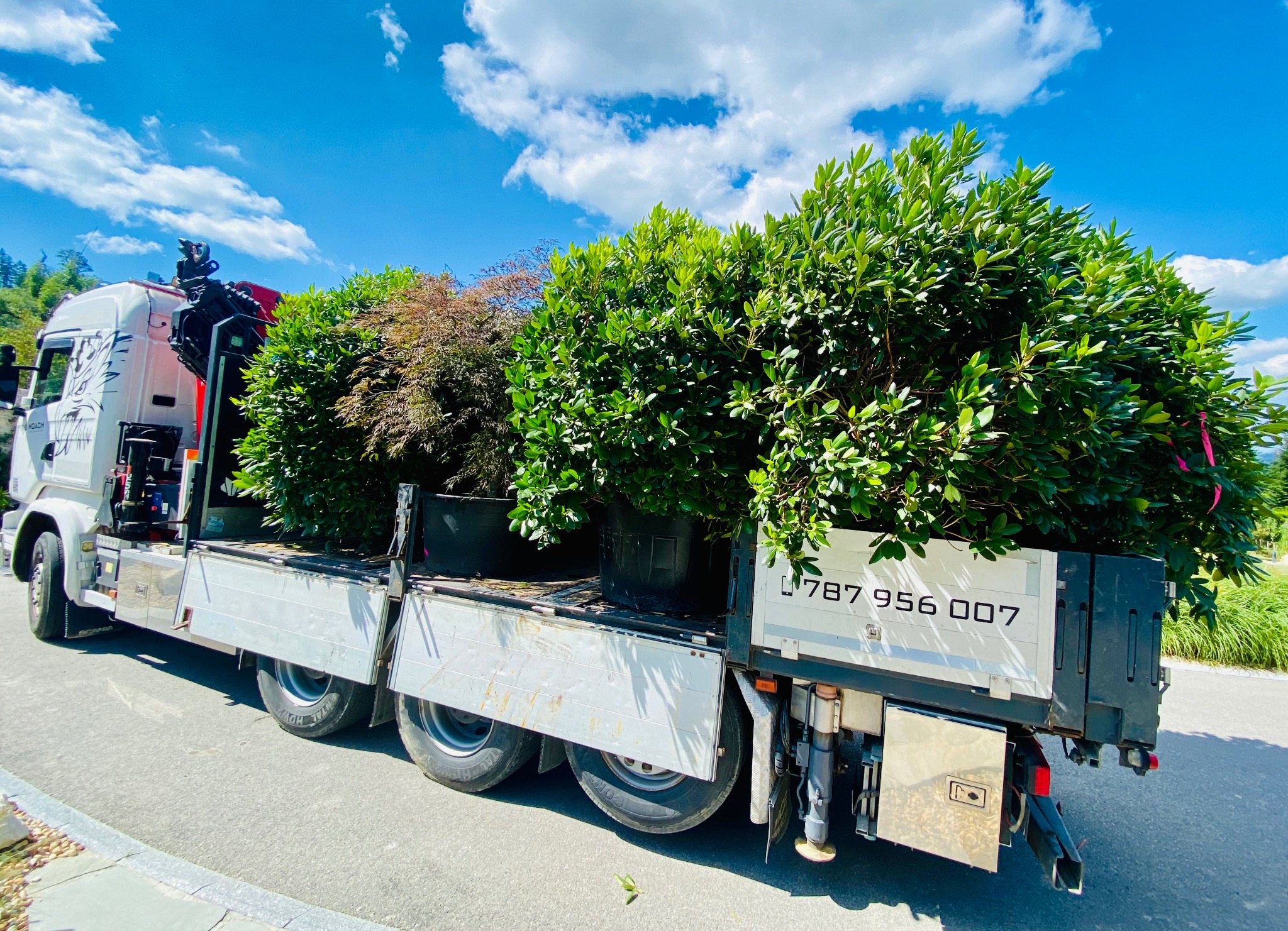 Ciężarówka z platformą przewozi duże, okrągłe krzewy w donicach, widoczne błękitne niebo z białymi chmurami w tle.